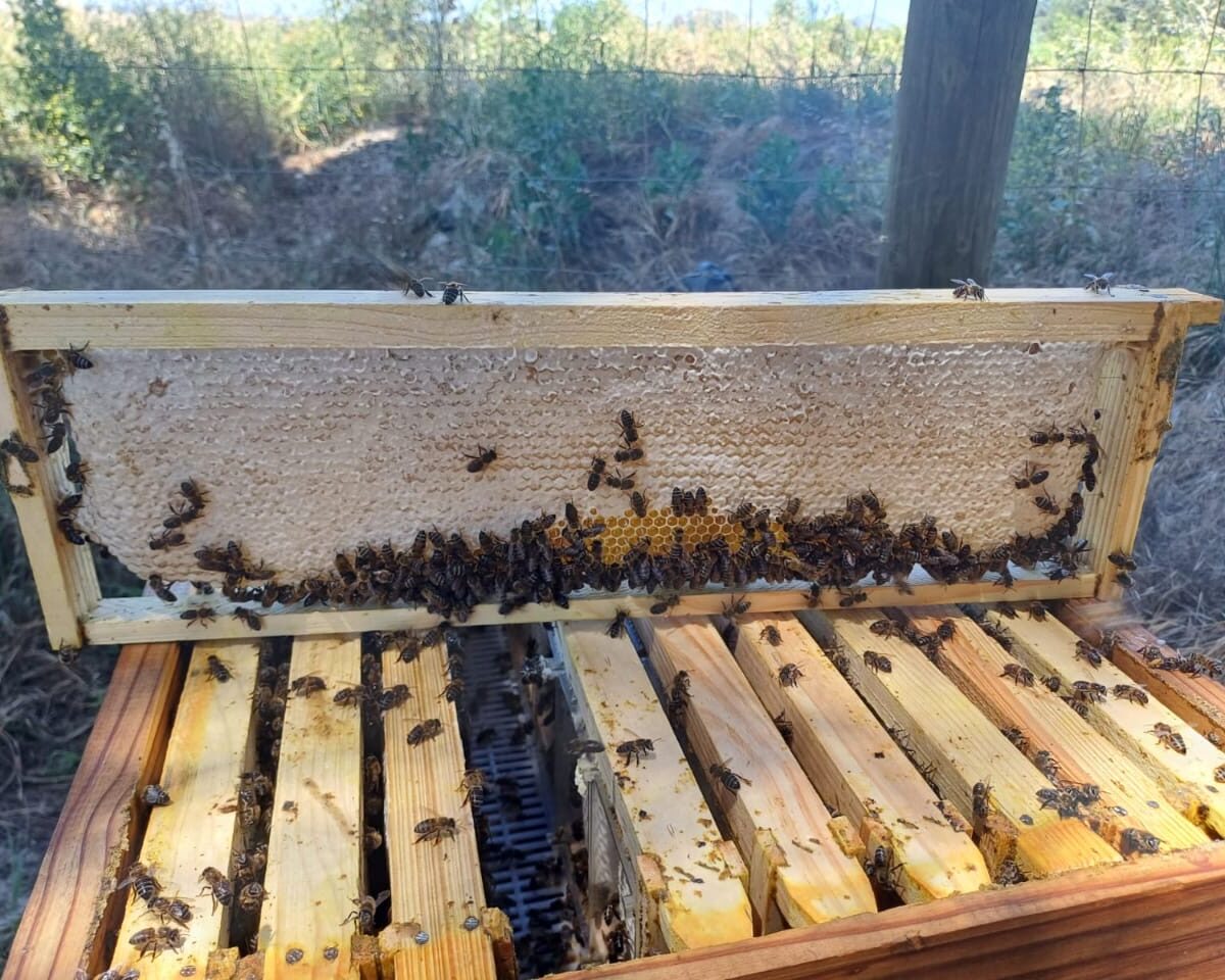 Bee Colony